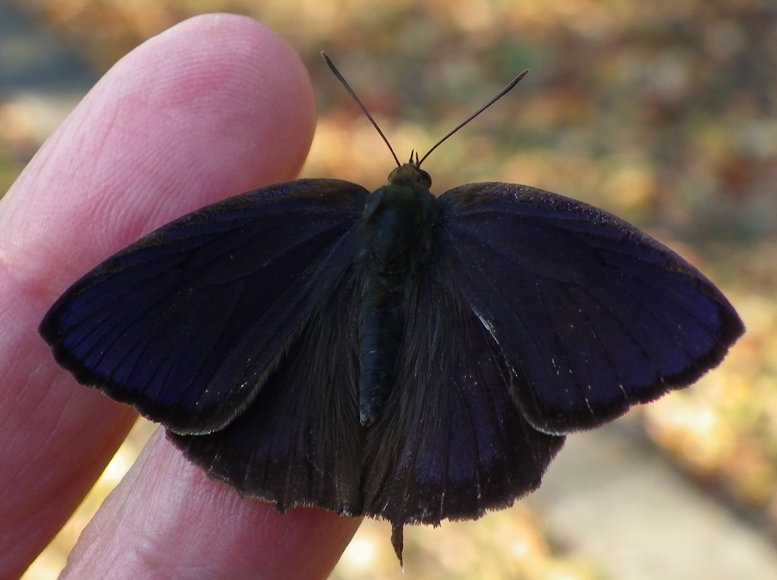 ムラサキツバメシジミ ♂と♀コンプリートです!_d0254540_18182514.jpg