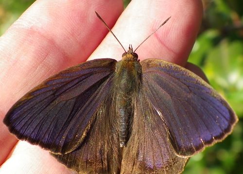 ムラサキツバメシジミ ♂と♀コンプリートです!_d0254540_18595324.jpg