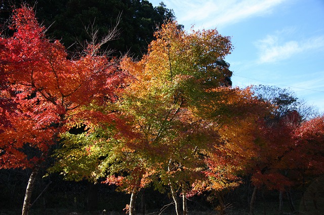 紅葉狩り_b0197944_22658.jpg