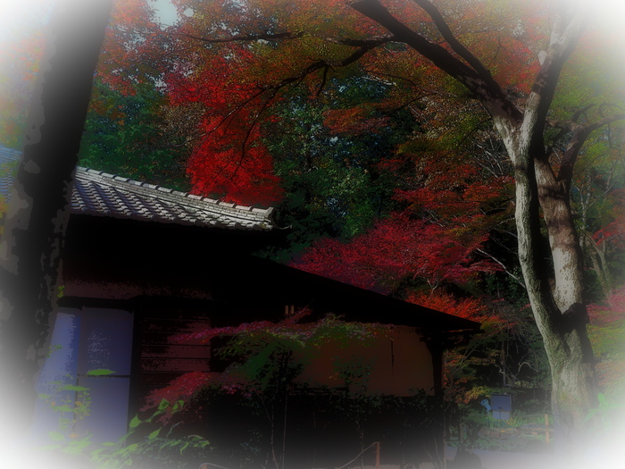 平林寺・紅葉-3　　　159)_c0068050_219503.jpg