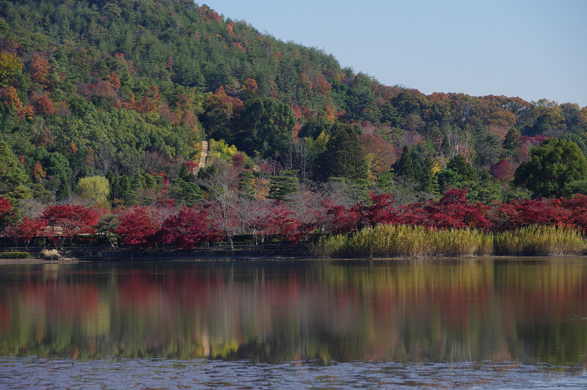 京都の紅葉 2013　〜広沢池〜_f0152550_0411271.jpg