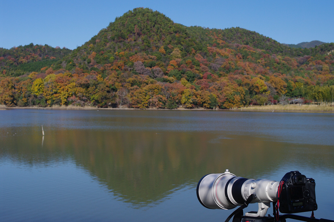 京都の紅葉 2013　〜広沢池〜_f0152550_044893.jpg