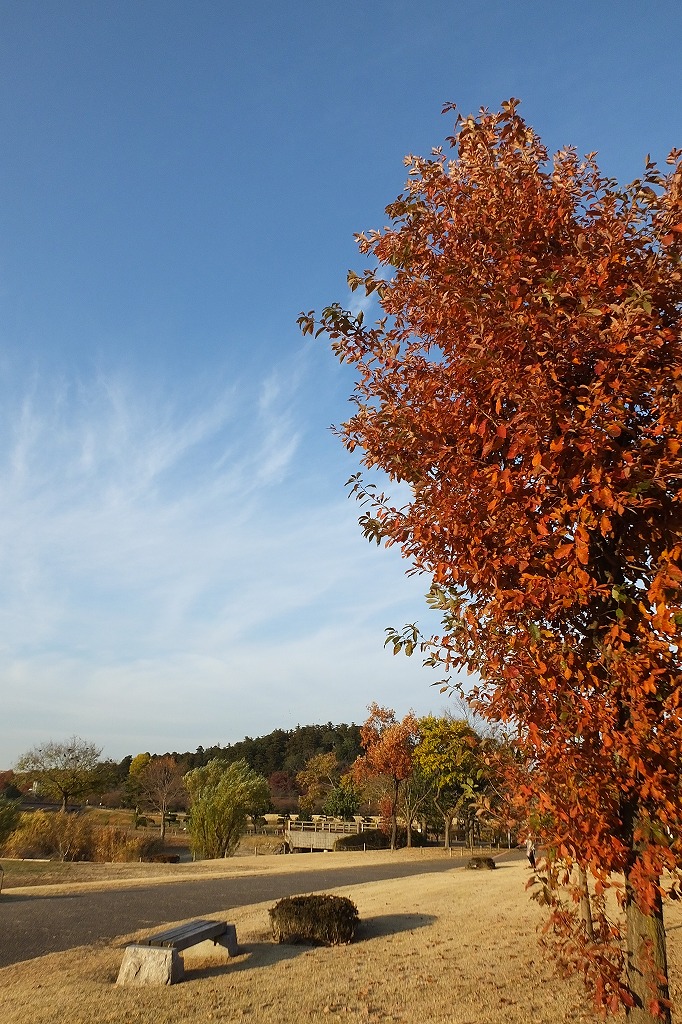 広い公園、千波湖の水鳥たち_b0236251_16572594.jpg