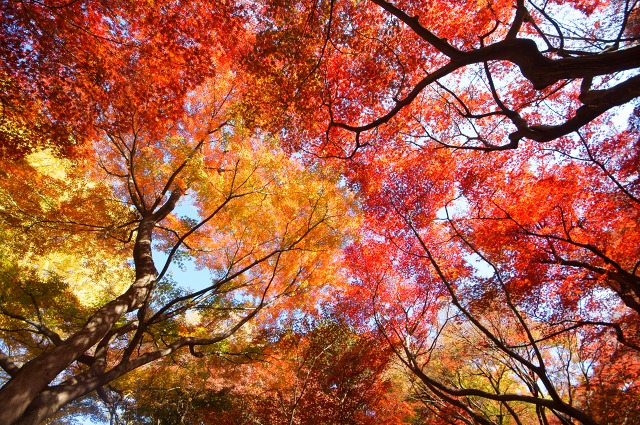 落ち葉のコンチェルト 花鳥風月あめあられ 落ち葉のコンチェルト 花鳥風月あめあられ