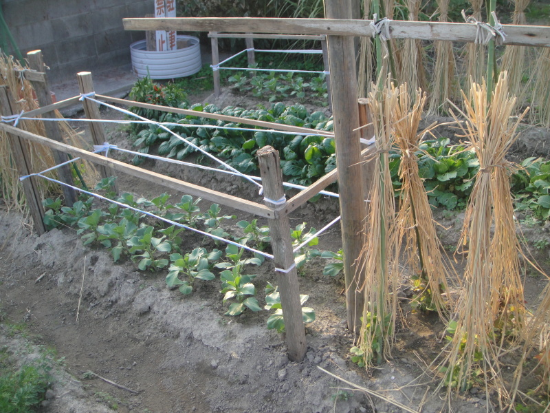 豆類の支柱作りと丸太のスライス作業_c0108460_18403688.jpg