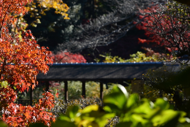 本土寺の紅葉_a0212365_2028396.jpg