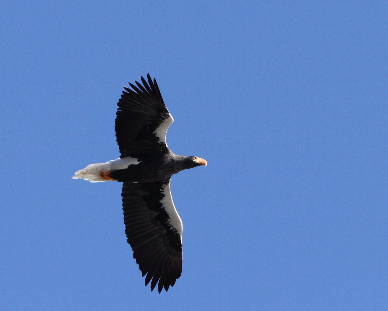 中禅寺湖のオオワシ A Steller\'s sea eagle over Lake Chuzenji _f0105570_21244335.jpg