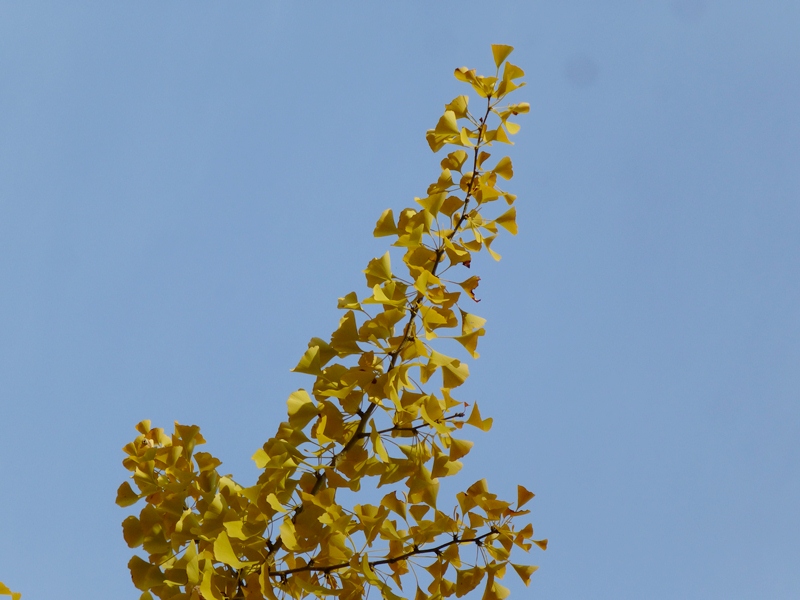d0042474_2445027.jpg
