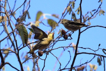 はじめての野鳥撮影！_f0077877_11301053.jpg