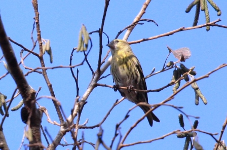 はじめての野鳥撮影！_f0077877_11311897.jpg