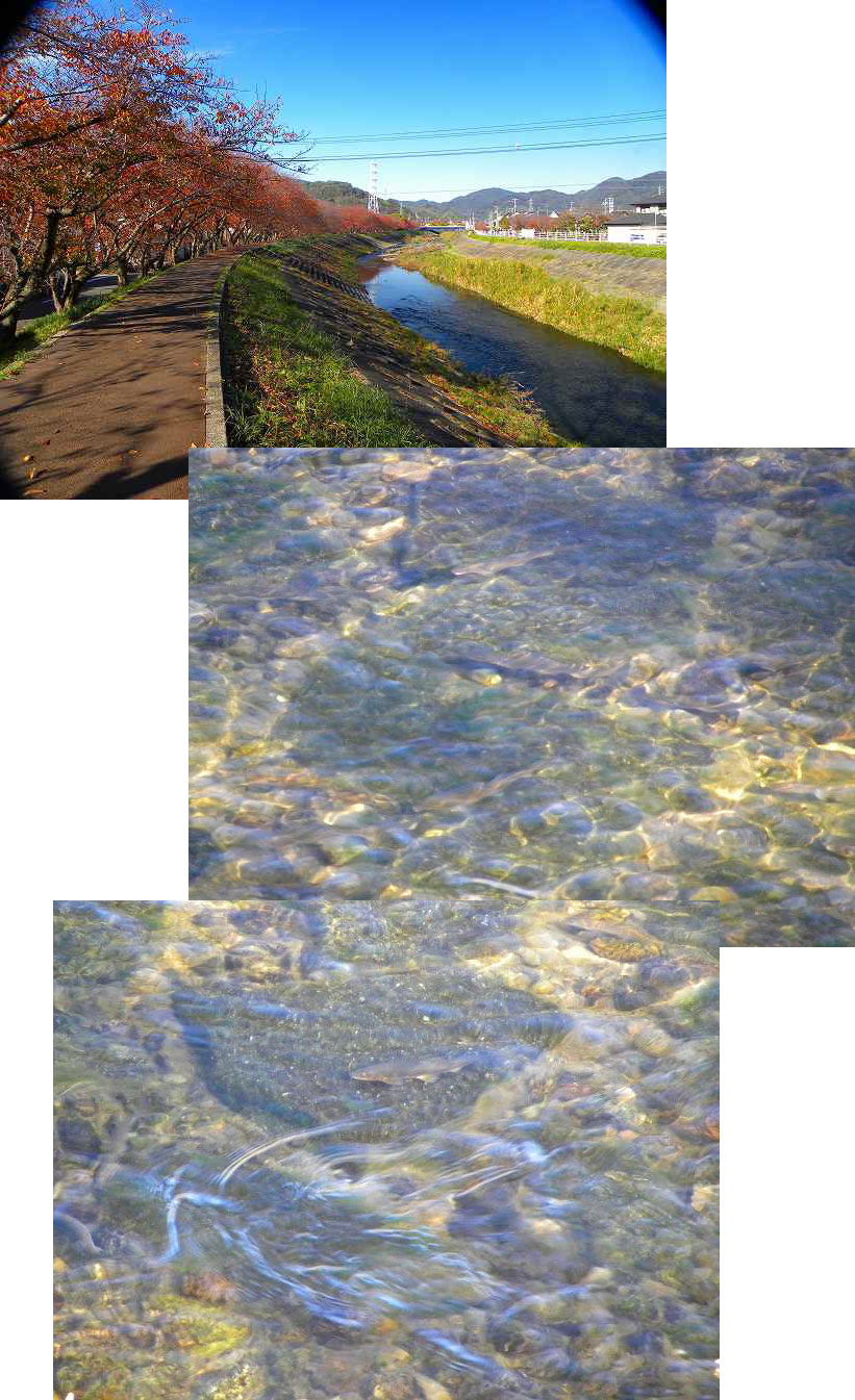 c0176183_20202756.jpg