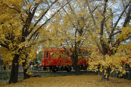 名鉄電車とイチョウ_e0243283_1861864.jpg