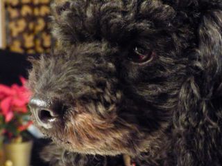 2013年12月1日 きたきた~_b0098584_2204469.jpg