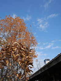 b0142989_18351480.jpg