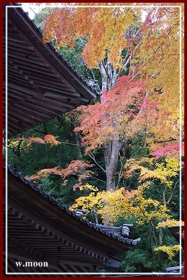 **今年の秋** 2013_c0207890_15175438.jpg