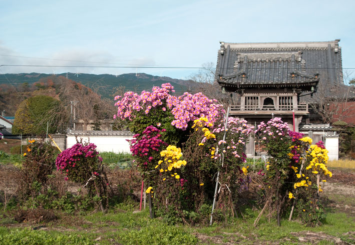 寒い朝は菊も寄り添う_b0145296_20261965.jpg