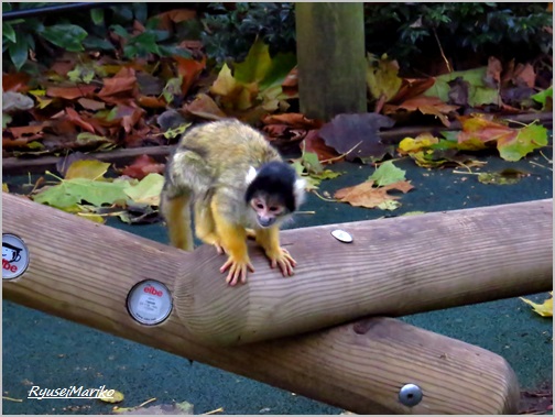 ロンドン動物園　（２）_f0053297_22189.jpg