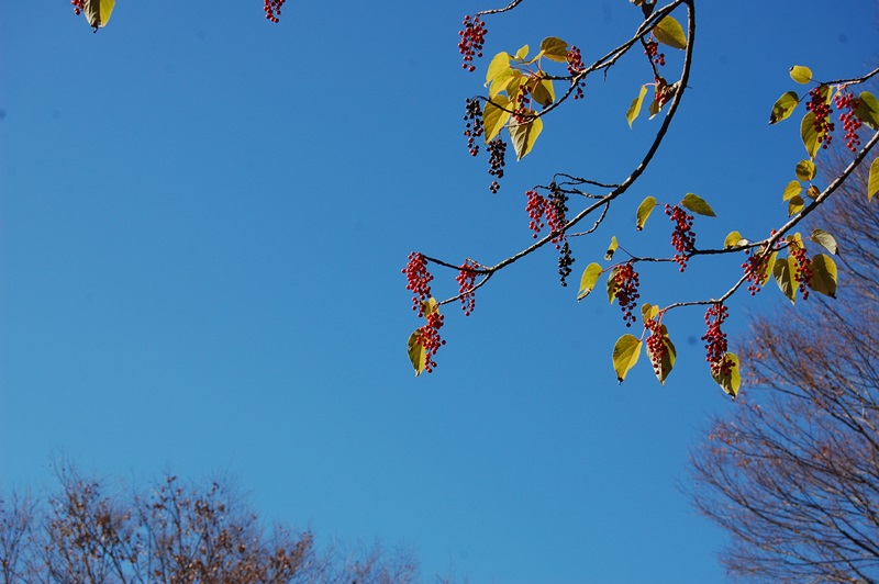 12月...遅すぎました昭和記念公園の紅葉。_a0155999_17305652.jpg