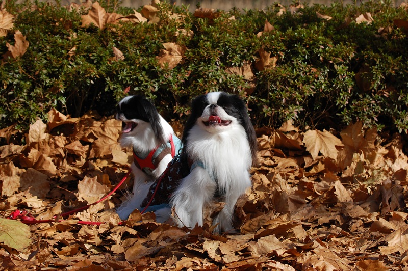 12月...遅すぎました昭和記念公園の紅葉。_a0155999_17382717.jpg