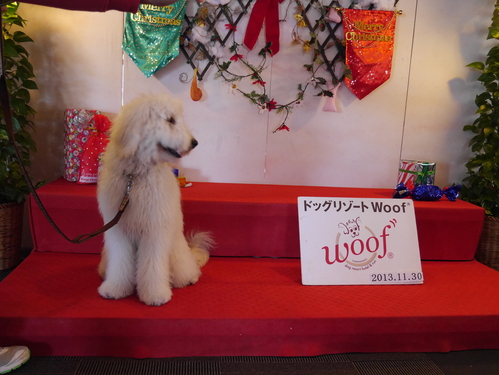 woofでのお誕生日会に＾＾_d0326899_16185421.jpg