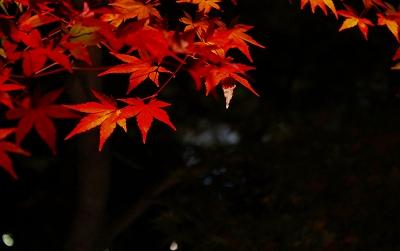 京都紅葉　第二弾_d0292102_23264553.jpg