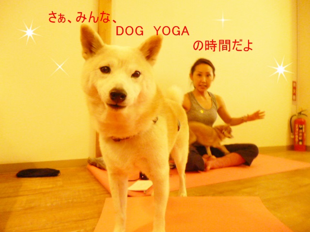 楽しいDOG YOGA♪_e0131506_12142685.jpg