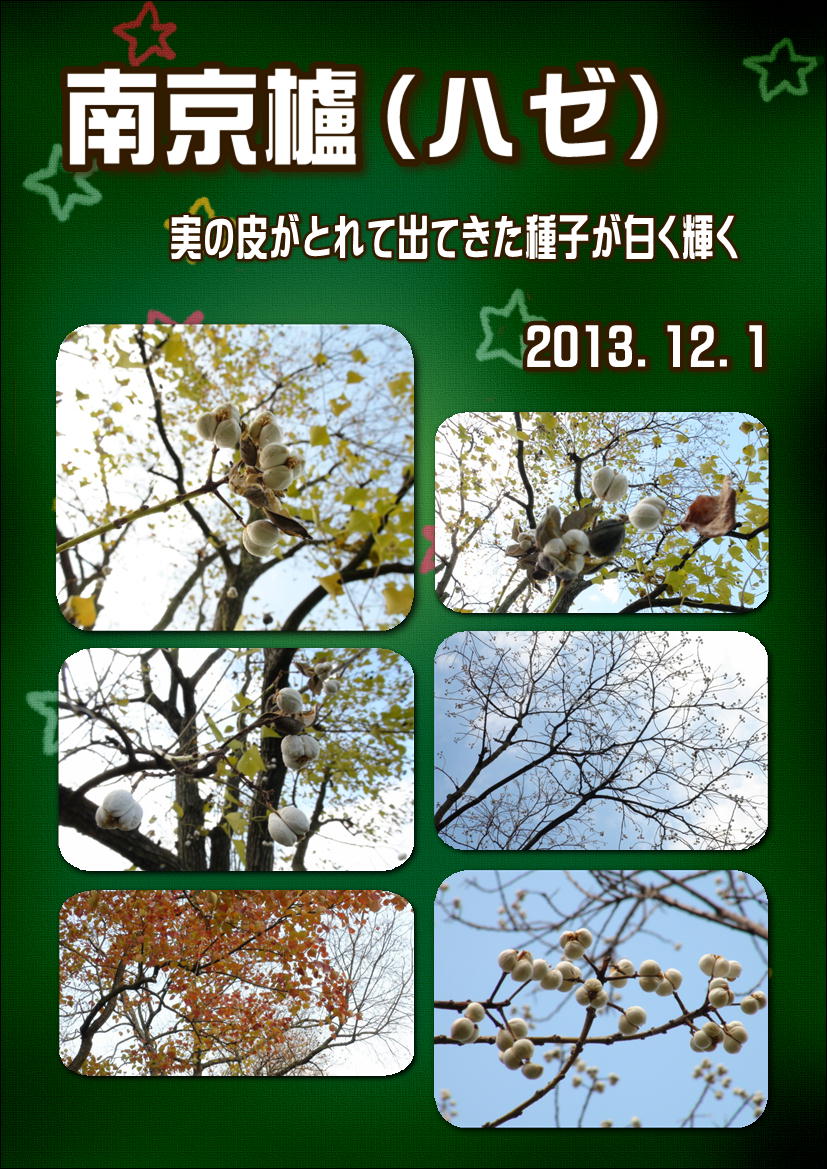 南京櫨（ハゼ）と「ナンキンハゼのろうそく作り」…2013.12.2 : 徳