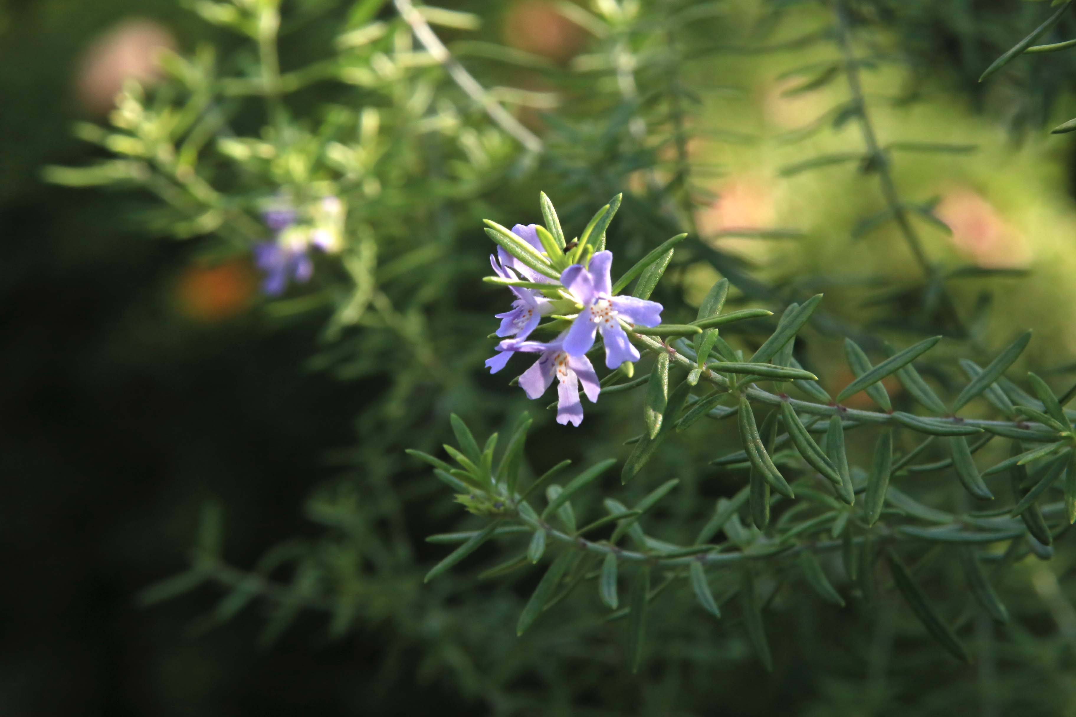 宝塚の花色々と~♫_c0083210_7541823.jpg