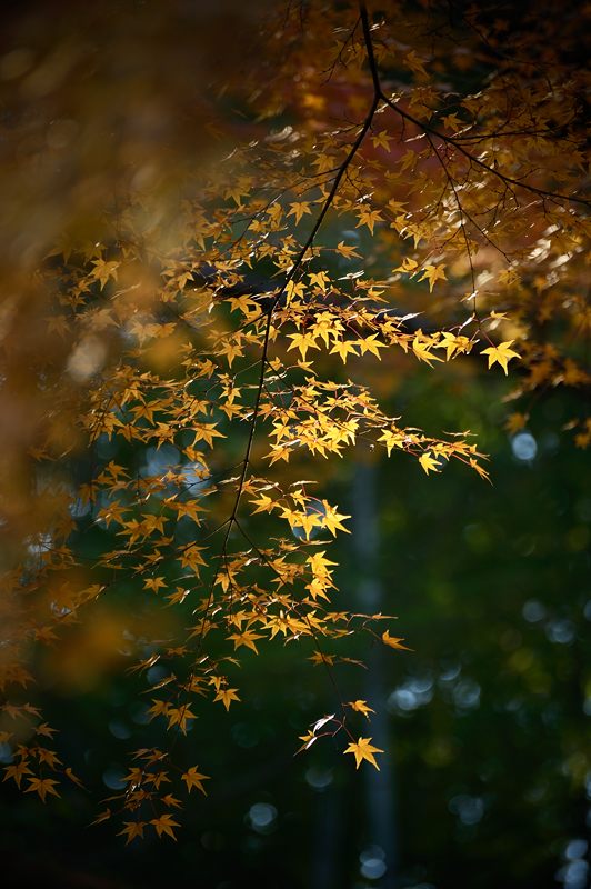 f0032011_2012486.jpg