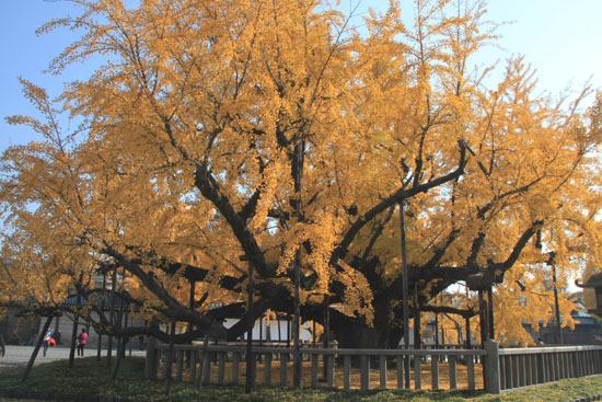 西本願寺 13黄葉だより65_e0048413_20262913.jpg