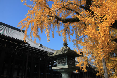 西本願寺 13黄葉だより65_e0048413_2026544.jpg