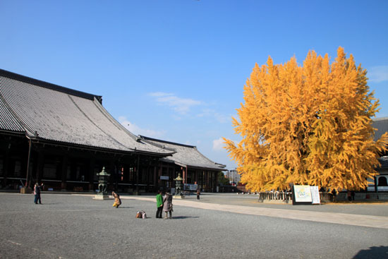 西本願寺 13黄葉だより65_e0048413_20271488.jpg