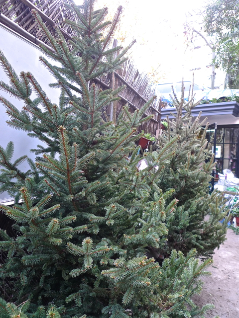 e0157816_10365920.jpg
