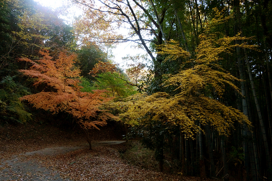 秋の小路_b0284519_21245159.jpg