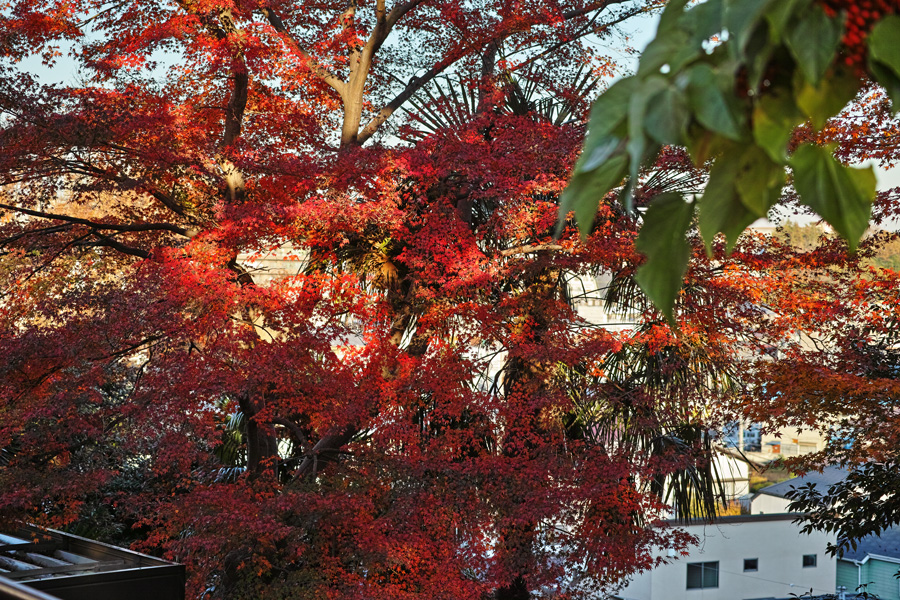 戸定邸（旧徳川昭武邸）の秋　2013_c0223825_236523.jpg