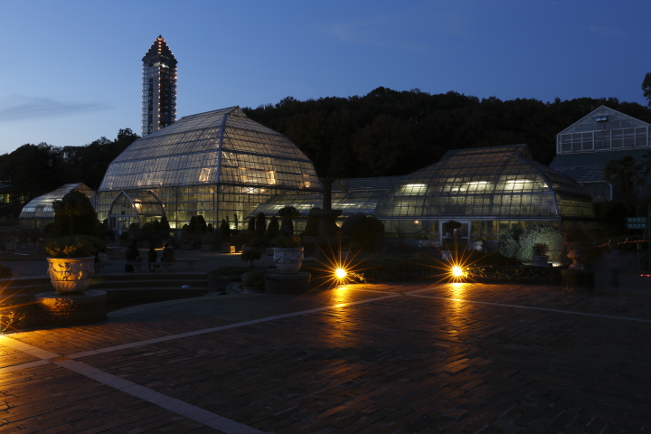 初めての紅葉ライトアップ　【東山植物園】_f0253927_21583755.jpg