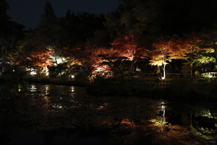 初めての紅葉ライトアップ　【東山植物園】_f0253927_21595538.jpg