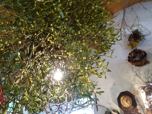 宿り木入荷 番長の部屋 宿り木入荷 番長の部屋