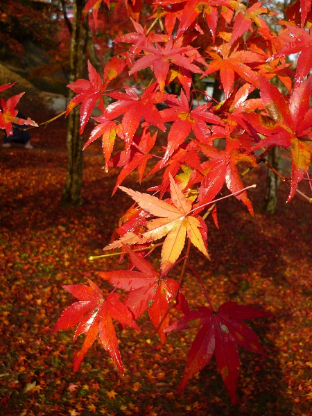 滝と紅葉_c0237432_13505052.jpg