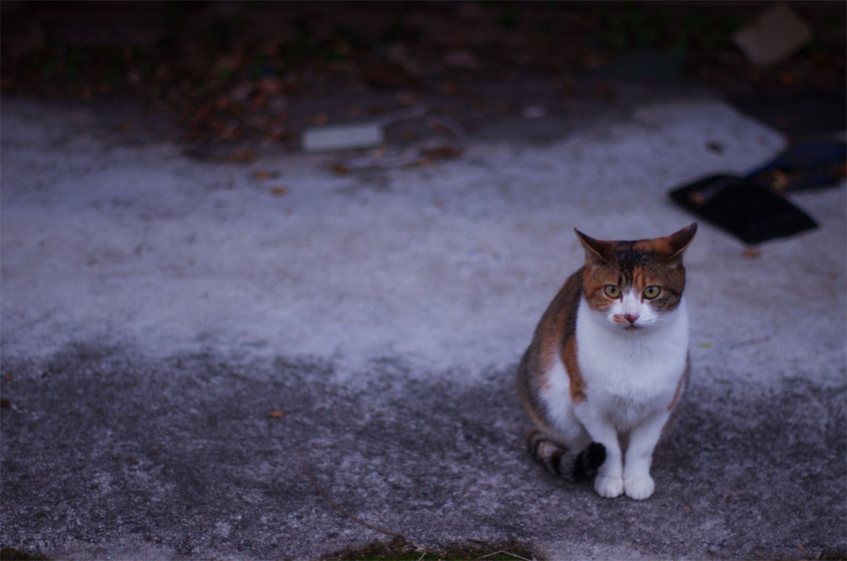 日野町／ばいばい_f0227938_16371632.jpg