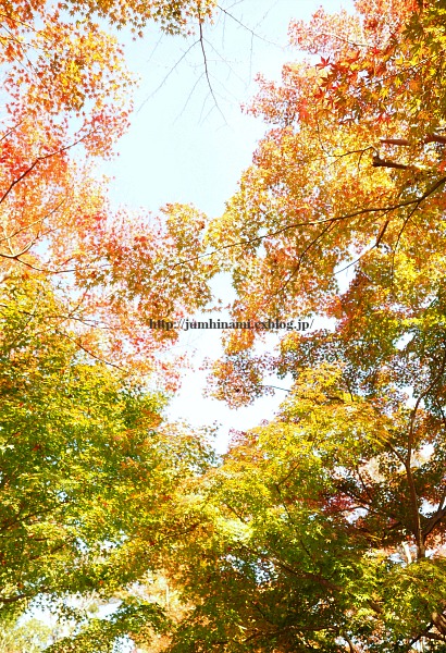 鎌倉紅葉～長谷寺～_e0268051_1691950.jpg