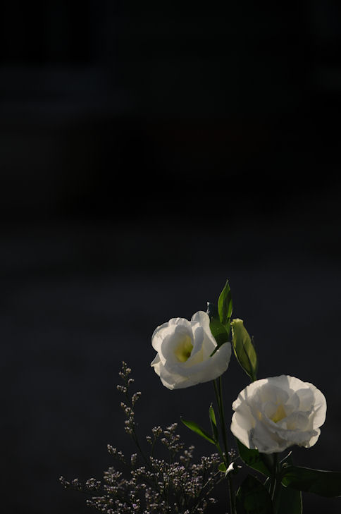 c0122455_4260100.jpg
