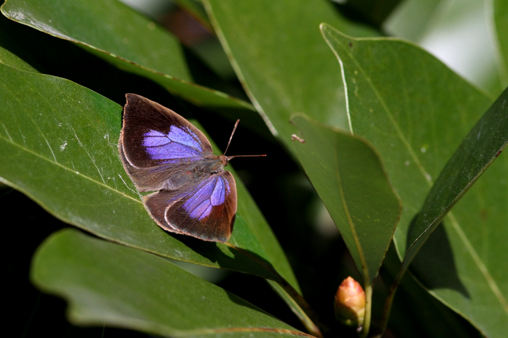 近所の公園でムラサキシジミとムラサキツバメ_e0224357_20123049.jpg