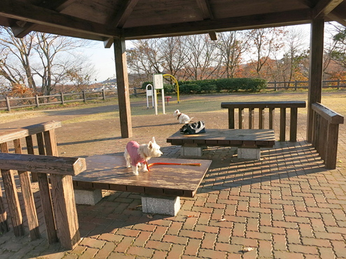 進歩したようなので、特訓ふたたび。。。_c0260460_16401399.jpg