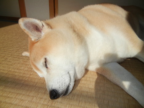 ’13,12,2(月)神楽坂、五十番の肉まん!_f0060461_12213514.jpg
