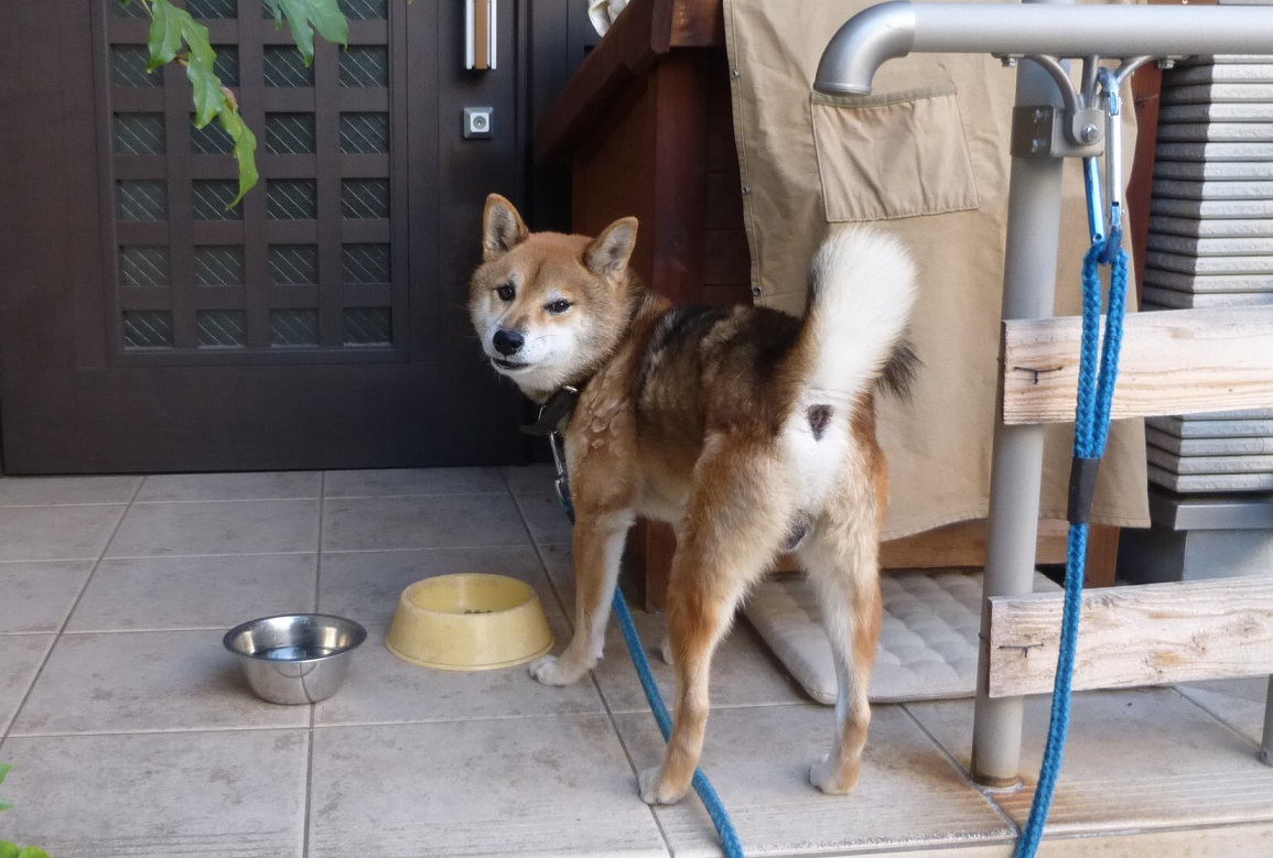 抜け毛の季節_f0205367_16344166.jpg