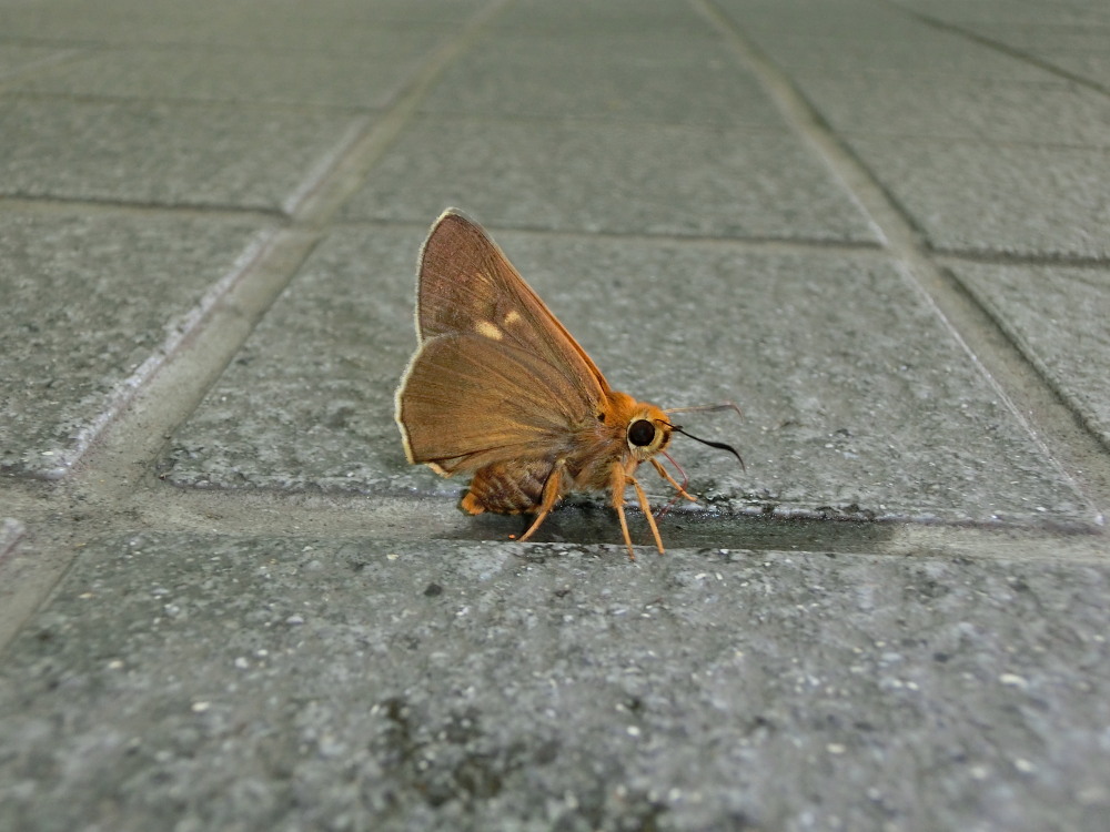 キバネセセリ　♂雄の吸い戻し行為。　2013.7.11-15北海道34_a0146869_2131842.jpg