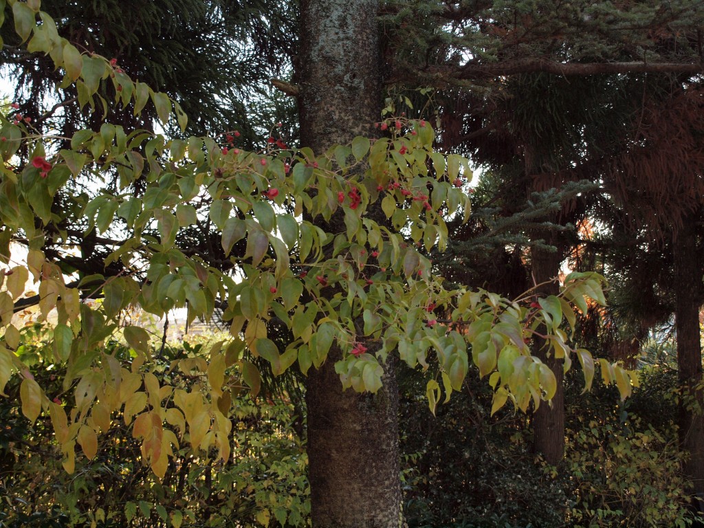 d0054276_20413377.jpg