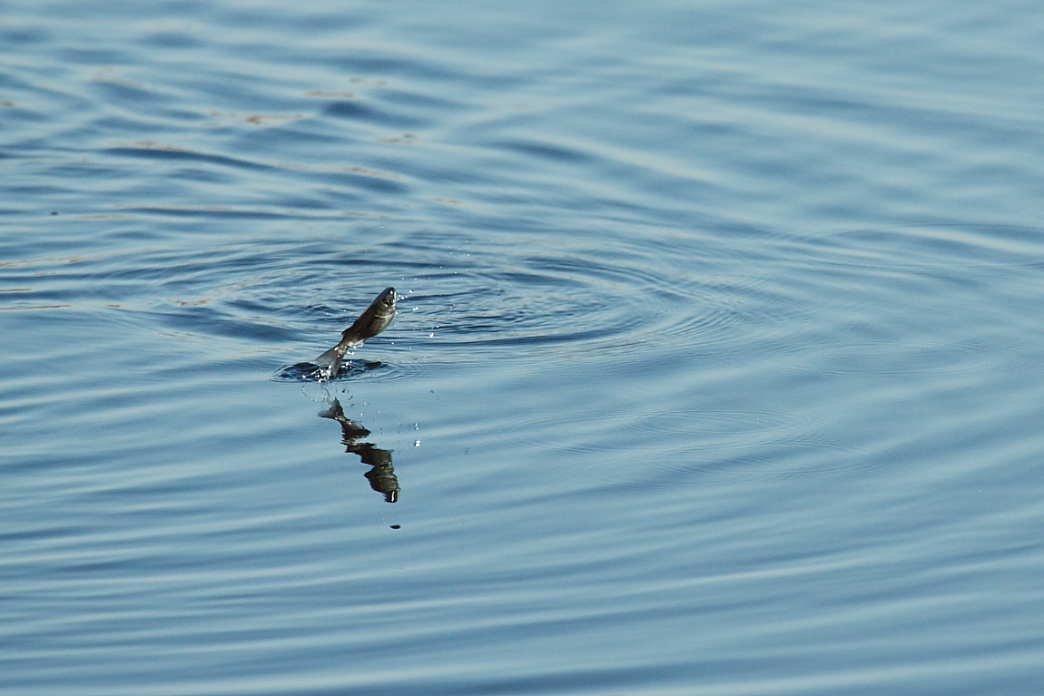 泳ぐ 群れる 跳ねる オイカワ ぷんたのかあさん Photo徒然草
