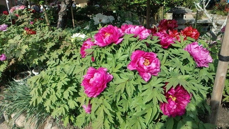 e0275078_10303898.jpg